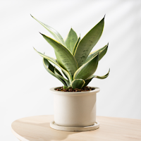 Plant Office Wallpaper