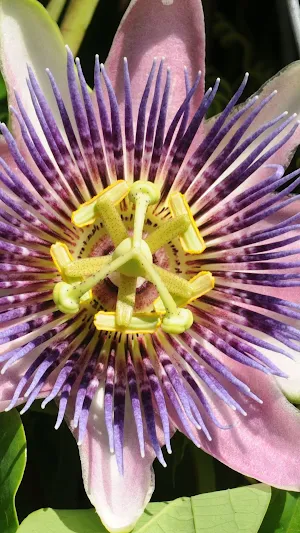 Passion Flower Wallpaper Screenshot 2