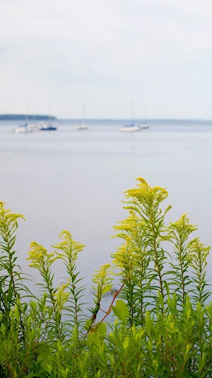 Goldenrod Wallpaper Screenshot 3
