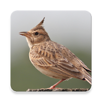 Lark Bird Sound Collections ~ Sclip.app
