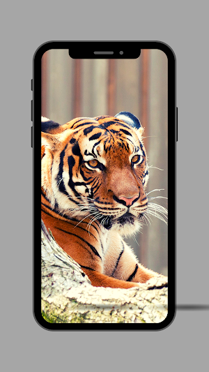 Tiger Ringtone Screenshot 2