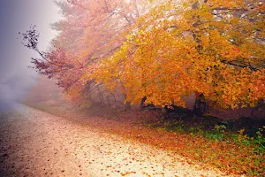 Autumn Wallpapers Screenshot 3