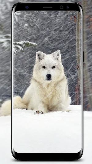 Wolf Wallpapers screenshot 1