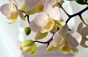 Tropical orchids wallpapers Screenshot 2
