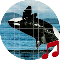 Killer Whale sounds ~ Sboard.pro