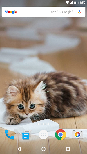 Cats Wallpapers Screenshot 0