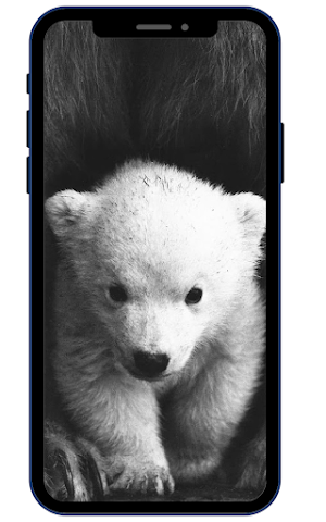 Polar bear Wallpapers HD Screenshot 2