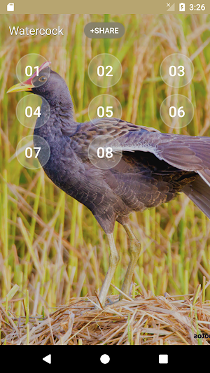 Watercock (Animal) Bird Sound Screenshot 1