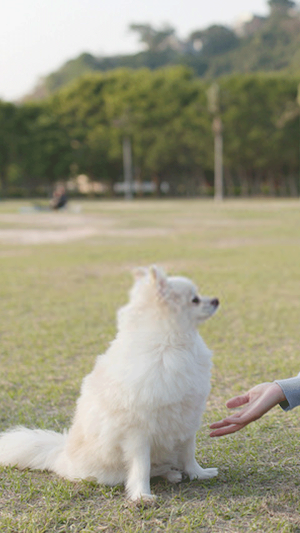 Latest Dog Training Tips & Tri Screenshot 2