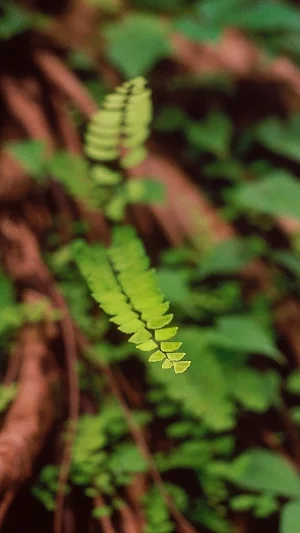 Maidenhair Fern Wallpaper Screenshot 1