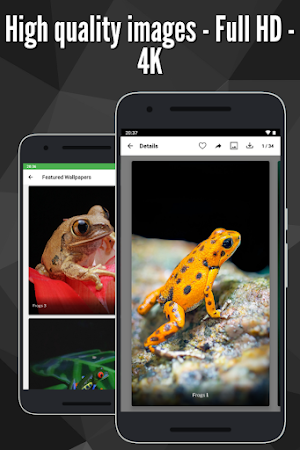 Frogs Wallpaper : Full HD Screenshot 3