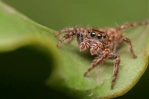 Spider wallpapers Screenshot 1