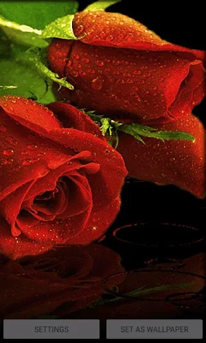 Red Roses Live Wallpaper Screenshot 2