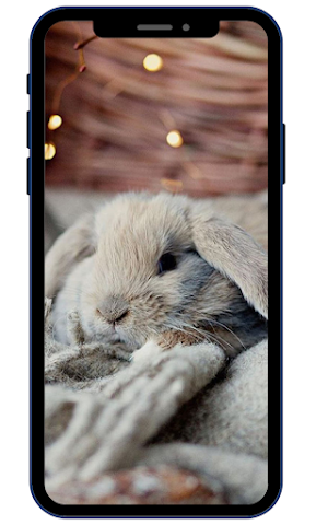 Cute Rabbit Wallpaper HD Screenshot 3