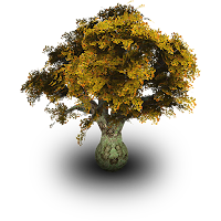 Burundi Tree Species Finder