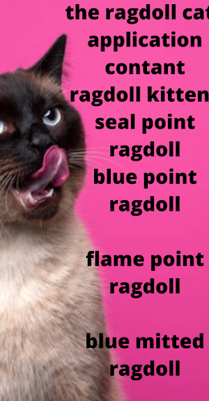 ragdoll cats Screenshot 0