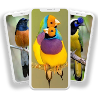 Bird Wallpaper