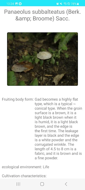 mushroom Screenshot 1