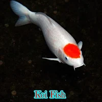 Koi Fish