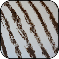 Zebra print wallpapers