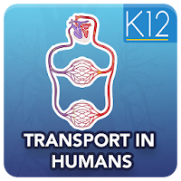 Transport in Humans Biology