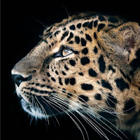 Cheetah Leopard Wallpaper