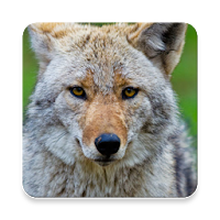 Coywolf Sound Collections ~ Sclip.app