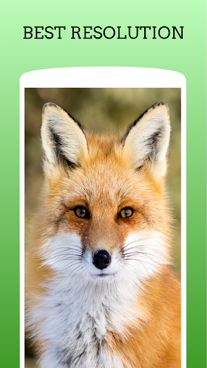 Cute Animal Wallpaper HD Screenshot 1