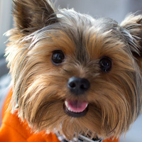 Yorkshire terrier Wallpapers