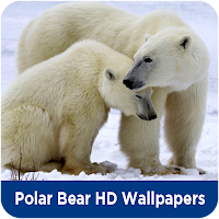 Polar Bear HD Wallpapers