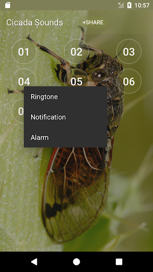 Cicada Sounds Screenshot 1