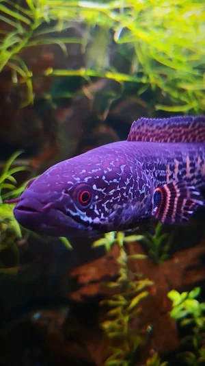 Channa Fish Wallpaper Screenshot 0