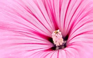 Hibiscus Flower Wallpapers Screenshot 1