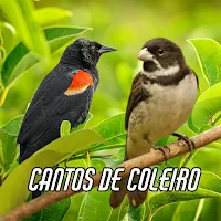 Cantos de Coleiro Tui Tui