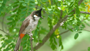 Red-whiskered Bulbul Sounds Screenshot 3