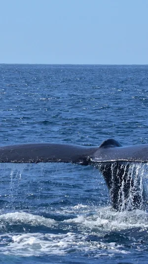 Whale Watching Wallpaper Screenshot 3