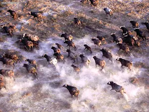 Buffalo Wallpapers Screenshot 2