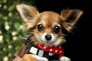 Chihuahuas wallpapers Screenshot 1
