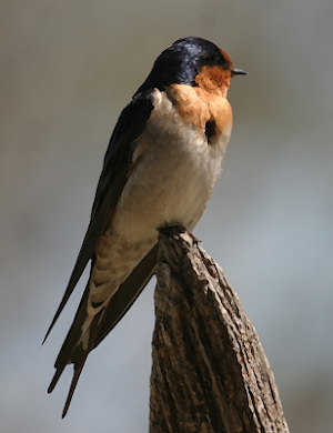 Swallow bird sounds ~ Sboard.pro Screenshot 0