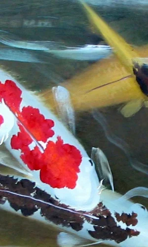 Koi Live Wallpapers HD Screenshot 0
