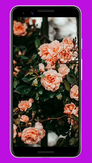 Flowers Wallpaper & Background Screenshot 1