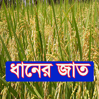 ধানের জাত ~ Rice Varieties