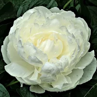 Peony Wallpapers