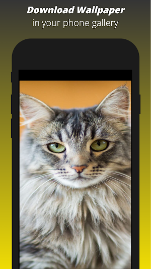 Cat Wallpaper HD Screenshot 2
