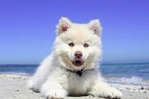 Dogs wallpapers Screenshot 2