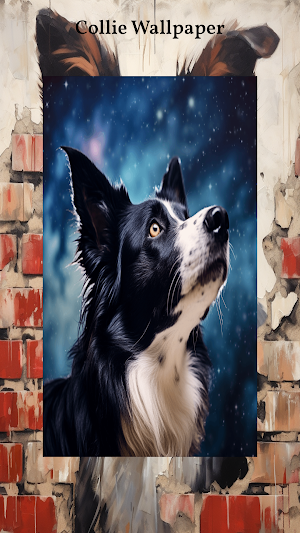 Border Collie Wallpapers Screenshot 2
