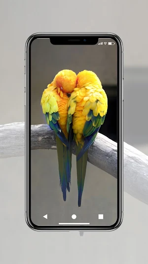 Love Birds Wallpaper Screenshot 1
