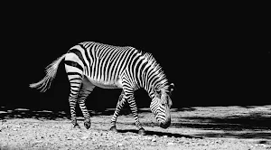 Zebra wallpapers Screenshot 3