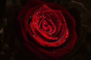 Red Rose Wallpapers Screenshot 2