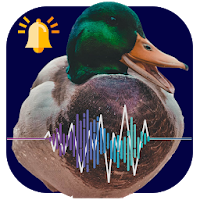 Sounds and Bells of Ducks